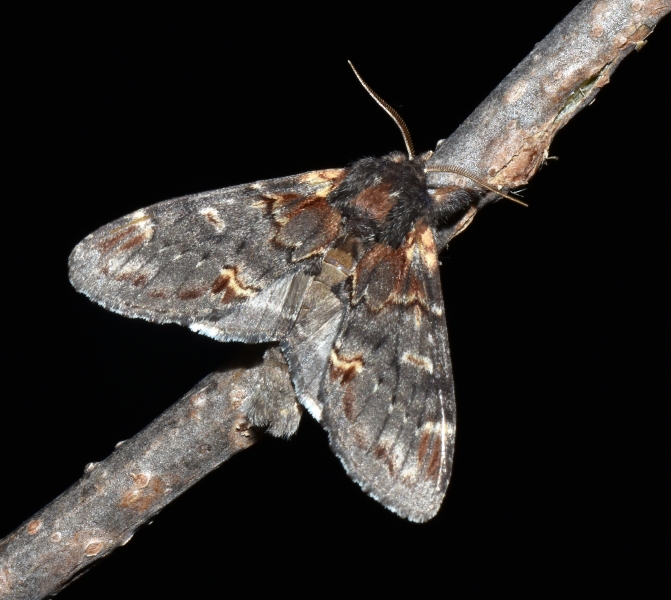 Notodonta dromedarius